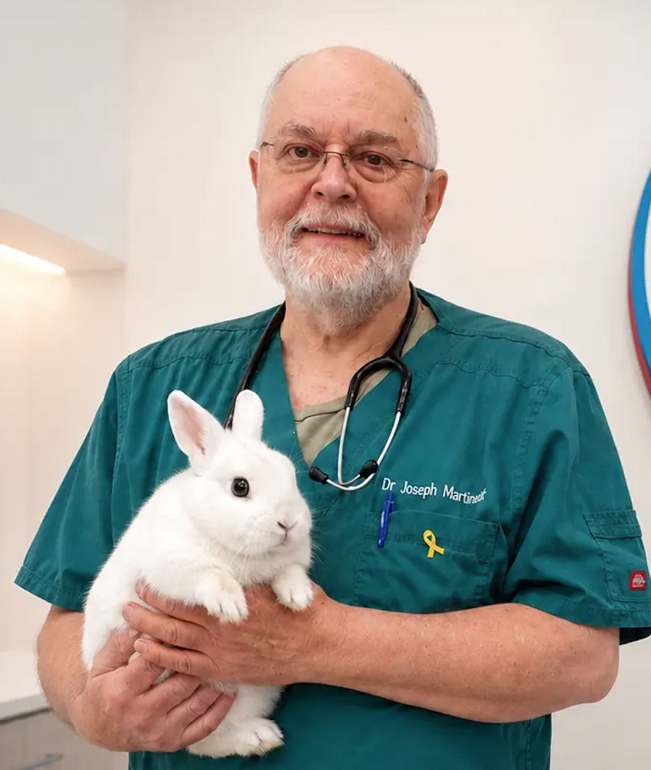 Dr. Joseph Martinez examining a rabbit at Francis Petcare Hospital